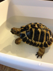 Hermann in a bath