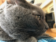 Monkey the Russian Blue