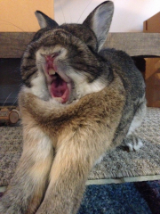 Toby yawning